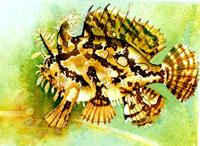 馬尾藻魚