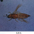 色薊馬