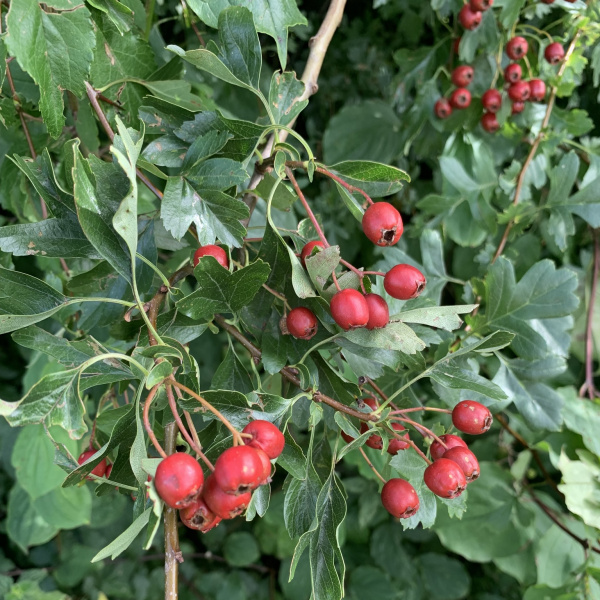 Crataegus laevigata Crataegus laevigata