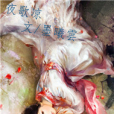 夜歌涼 夜歌涼