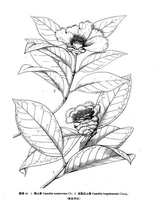 龍勝紅山茶 龍勝紅山茶