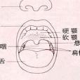 軟齶疼痛 軟齶疼痛