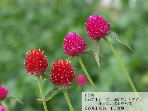 萊蒙蒂 萊蒙蒂