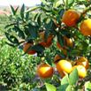 柚子枯水病 柚子枯水病