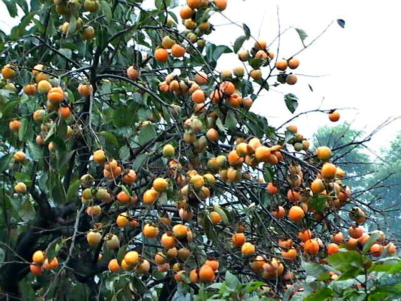 龍舞村甜柿種植