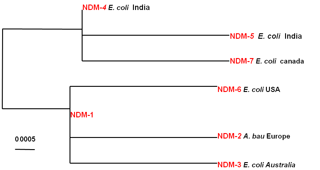 NDM超級耐藥菌