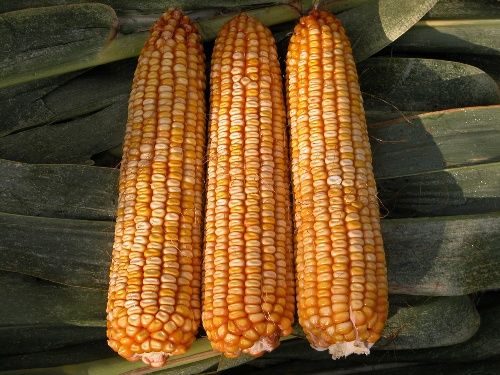 通科8號 通科8號