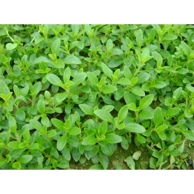 江甜2號 江甜2號