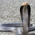 COBRA(眼鏡蛇)
