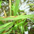 類白穗薹草 類白穗薹草