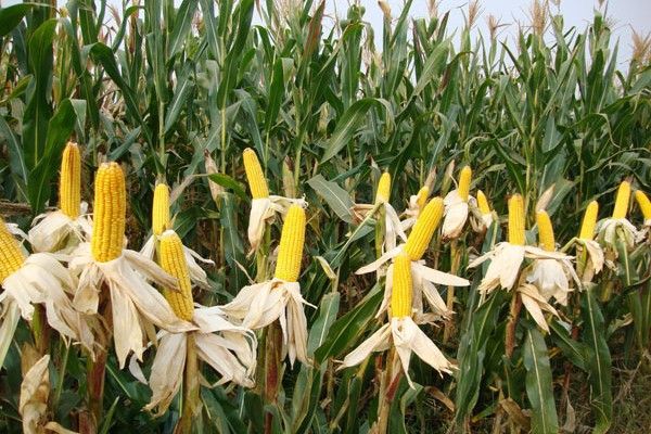 沈甜2號玉米 沈甜2號玉米