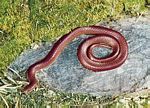 美國東部的蠕蛇(Carphophis amoena)