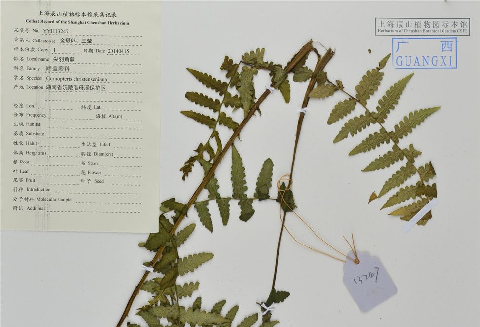 尖羽角蕨 尖羽角蕨