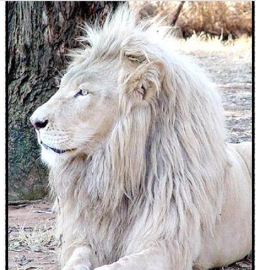 白獅