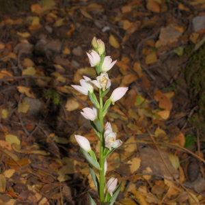 Cephalanthera cucullata