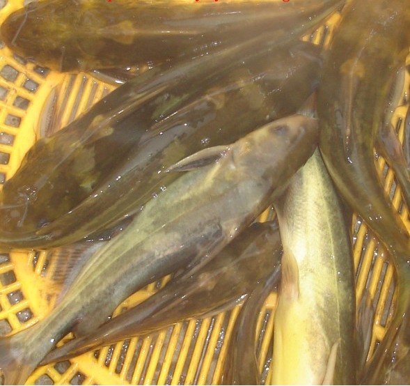 江黃顙魚