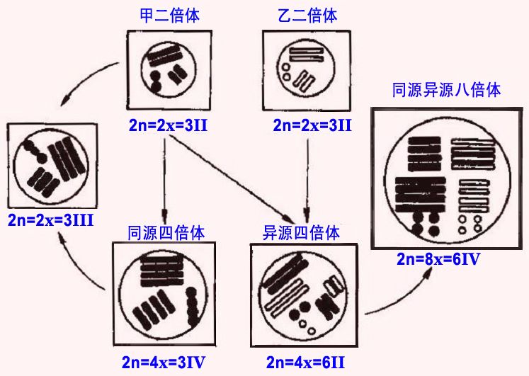 異染色體 異染色體