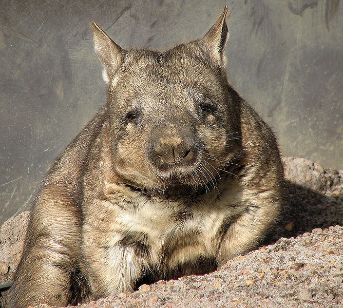澳洲毛鼻袋熊