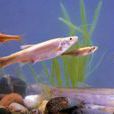 尖頭魚 尖頭魚