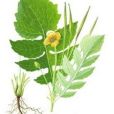 大人血七(中藥材) 大人血七(中藥材)