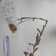 新雅紫菀 新雅紫菀