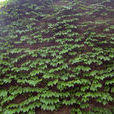 藤蔓(植物學名稱)