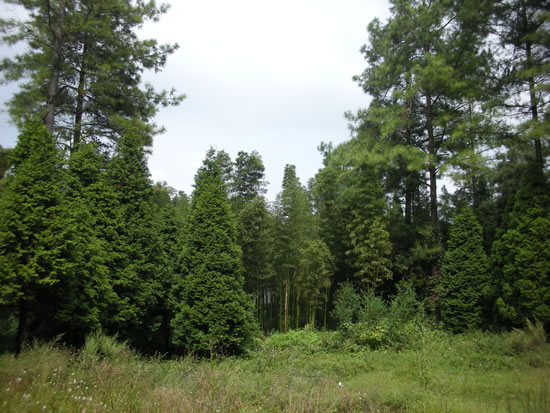 森林生態系統