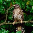 杜鵑鳥 杜鵑鳥