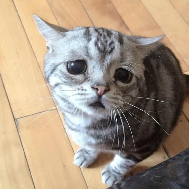 委屈貓 委屈貓