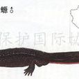 廣西瘰螈 廣西瘰螈