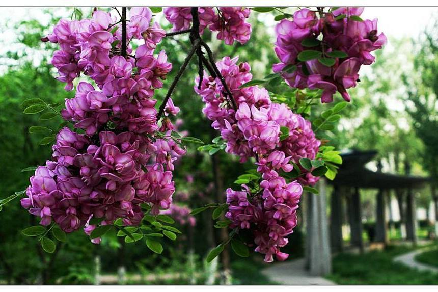 紫丁槐花 紫丁槐花