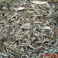 玉筋魚 玉筋魚
