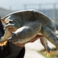 甲魚孩子
