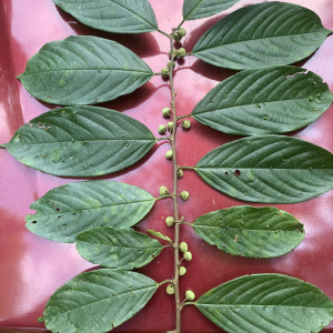 Colubrina spinosa