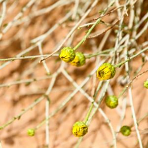 Rhanterium adpressum