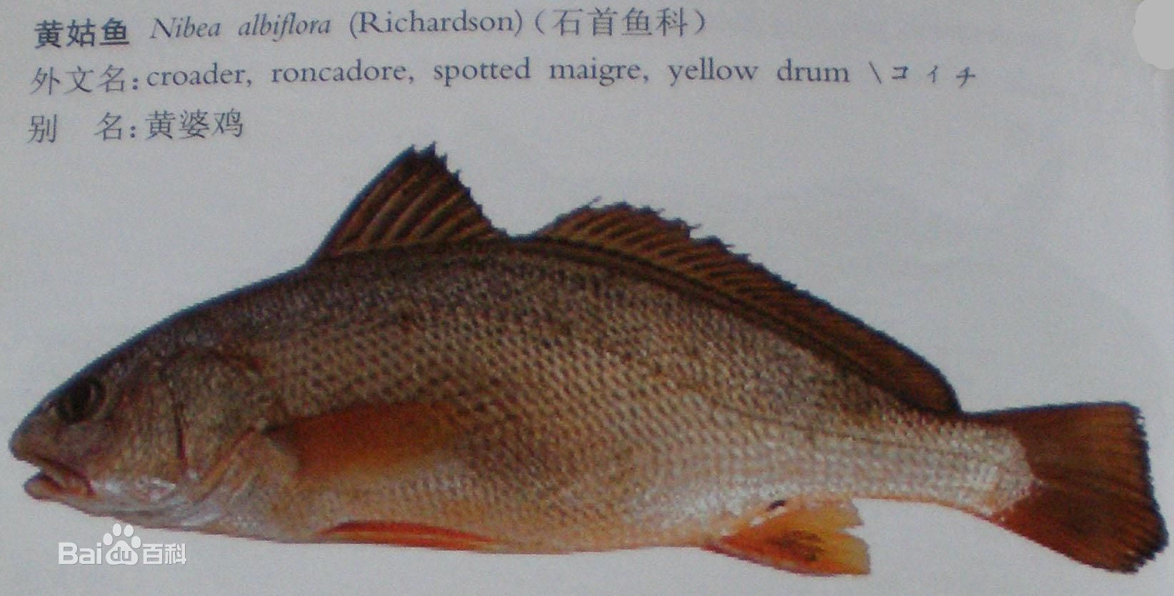 黃姑魚