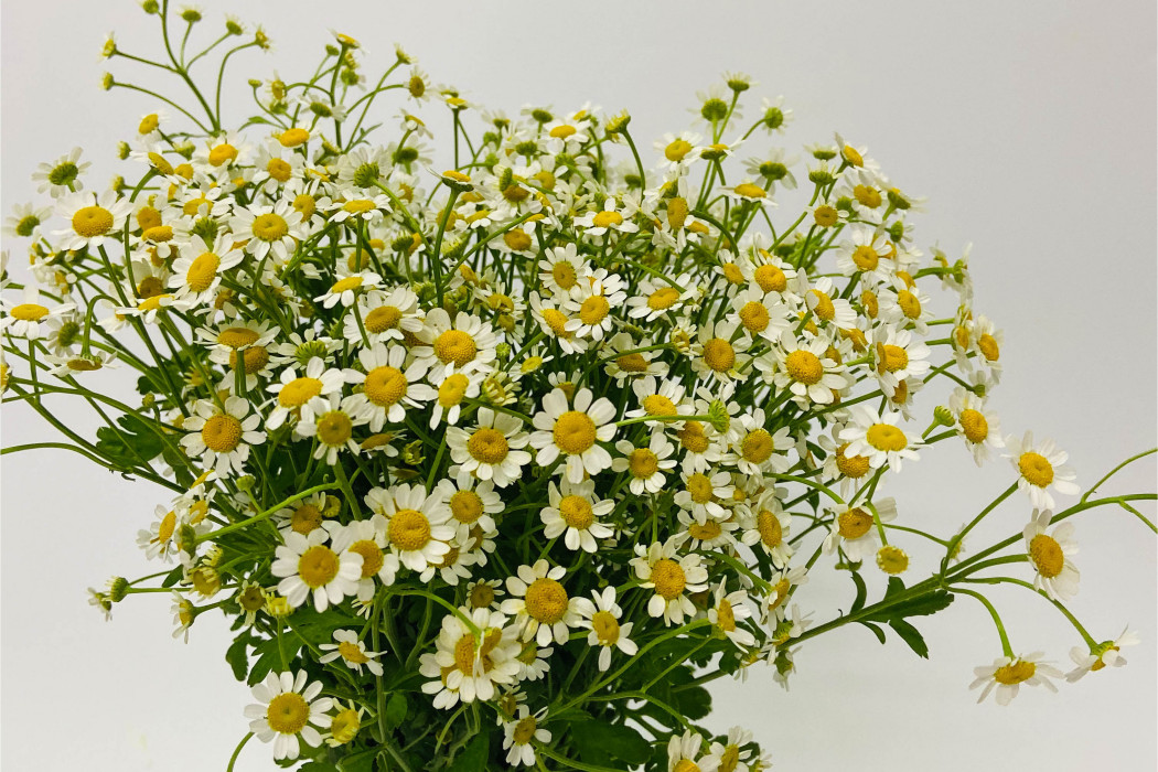 早小洋菊