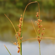 華東藨草 華東藨草