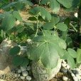 橢葉變種 橢葉變種