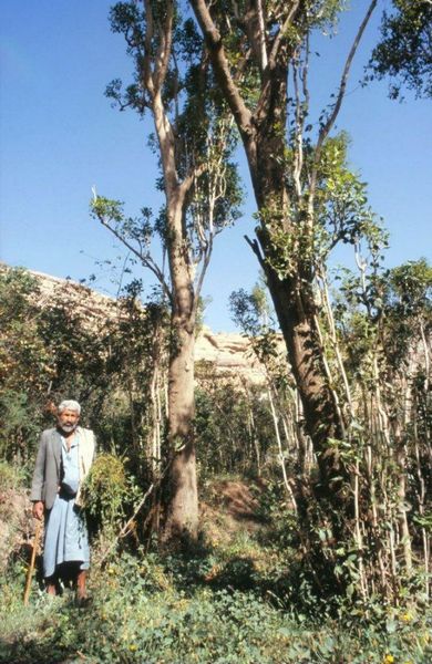 咖特樹高度接近25米，可能已經有200年歷史