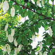 中國鴿子樹
