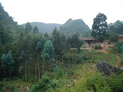 竹子箐村