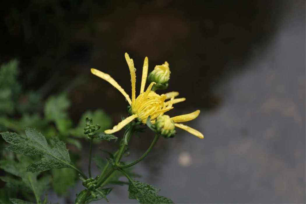 黃鳩菊屬 黃鳩菊屬