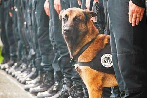 動物英雄(法國警犬) 動物英雄(法國警犬)