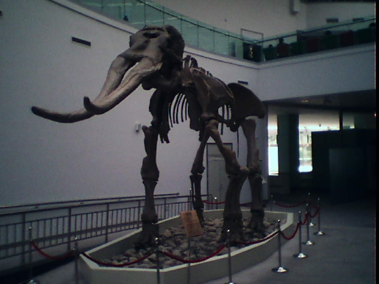 師氏劍齒象（黃河象）化石