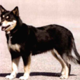 拉品坡考亞犬(芬蘭馴鹿犬)