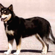 拉品坡考亞犬(芬蘭馴鹿犬) 拉品坡考亞犬(芬蘭馴鹿犬)