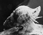 鑽蠔螺(Urosalpinx cinerea)