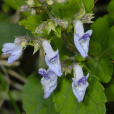 台灣香茶菜 台灣香茶菜