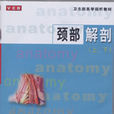 頸部解剖 頸部解剖